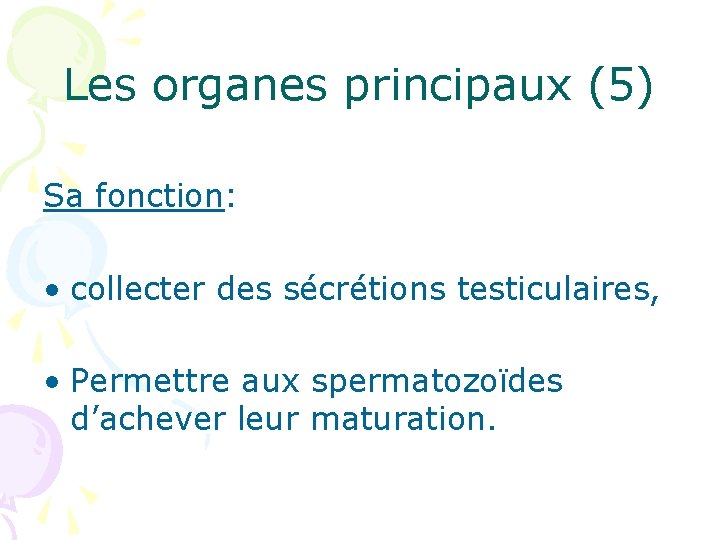 Les organes principaux (5) Sa fonction: • collecter des sécrétions testiculaires, • Permettre aux