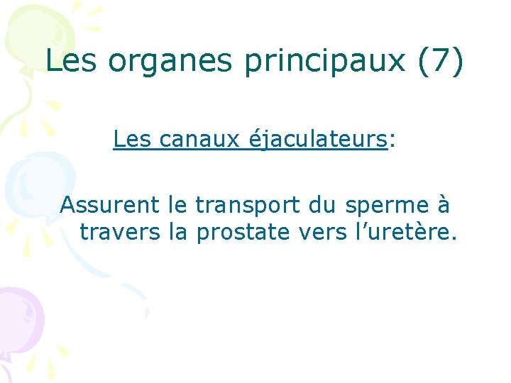 Les organes principaux (7) Les canaux éjaculateurs: Assurent le transport du sperme à travers