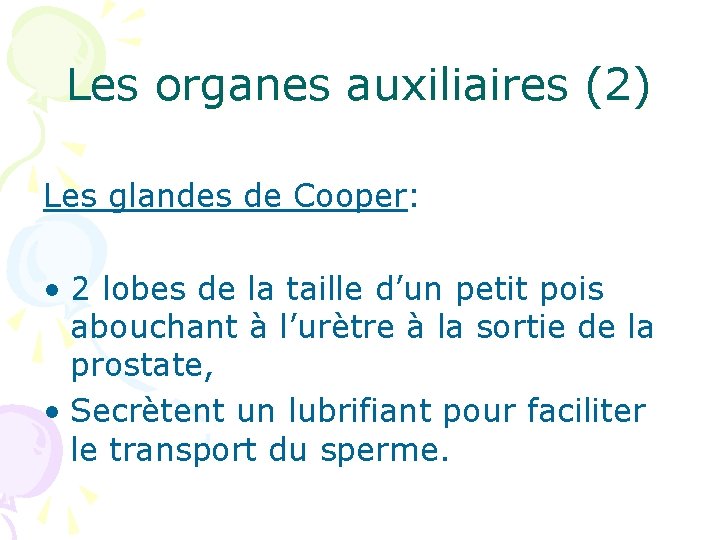 Les organes auxiliaires (2) Les glandes de Cooper: • 2 lobes de la taille
