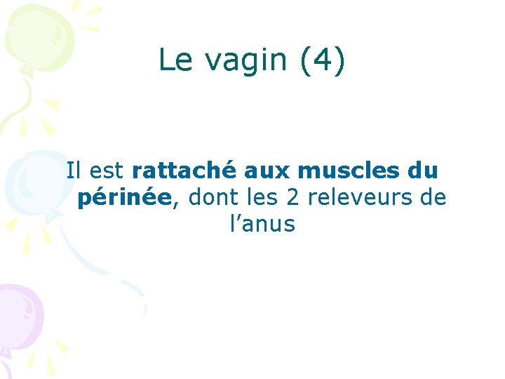 Le vagin (4) Il est rattaché aux muscles du périnée, dont les 2 releveurs