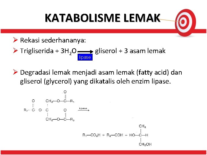 KATABOLISME LEMAK Ø Rekasi sederhananya: Ø Trigliserida + 3 H 2 O lipase gliserol