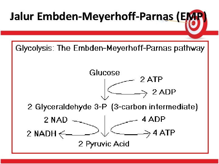 Jalur Embden-Meyerhoff-Parnas (EMP) 