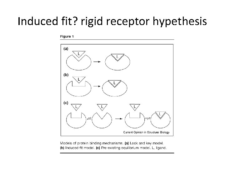 Induced fit? rigid receptor hypethesis 