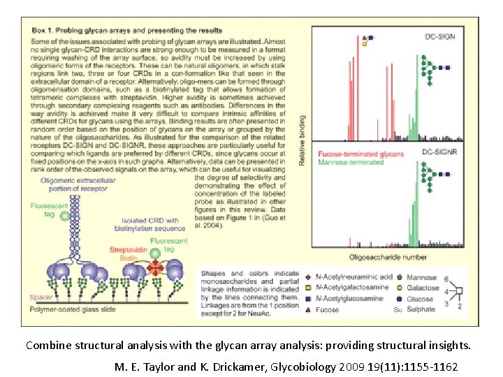 Combine structural analysis with the glycan array analysis: providing structural insights. M. E. Taylor