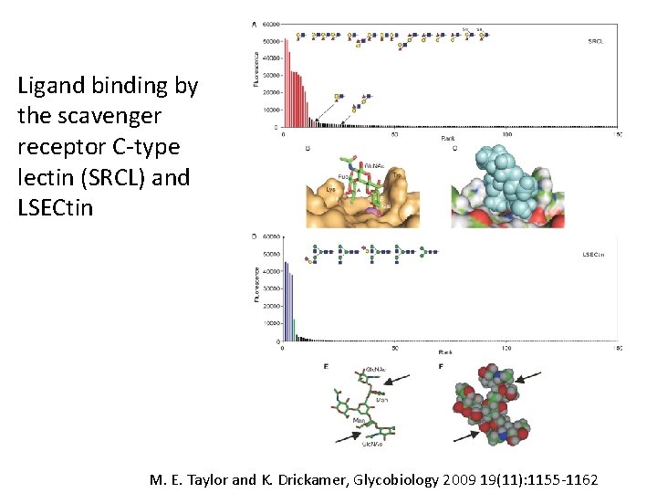 Ligand binding by the scavenger receptor C-type lectin (SRCL) and LSECtin M. E. Taylor