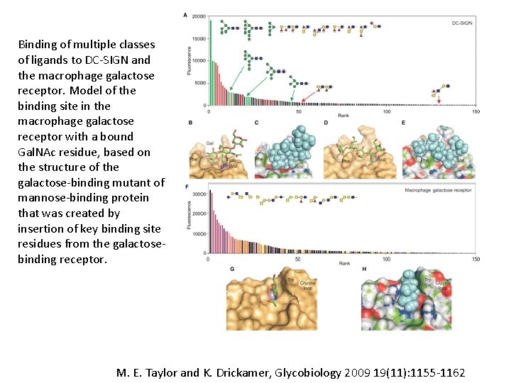 Binding of multiple classes of ligands to DC-SIGN and the macrophage galactose receptor. Model