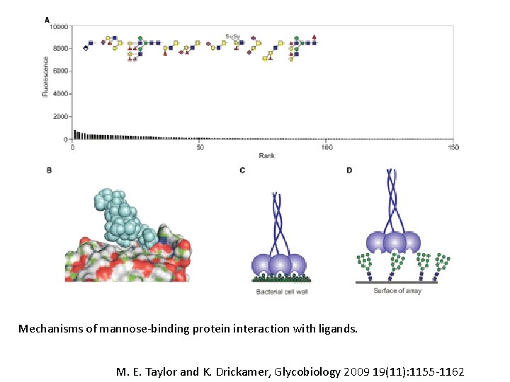 Mechanisms of mannose-binding protein interaction with ligands. M. E. Taylor and K. Drickamer, Glycobiology