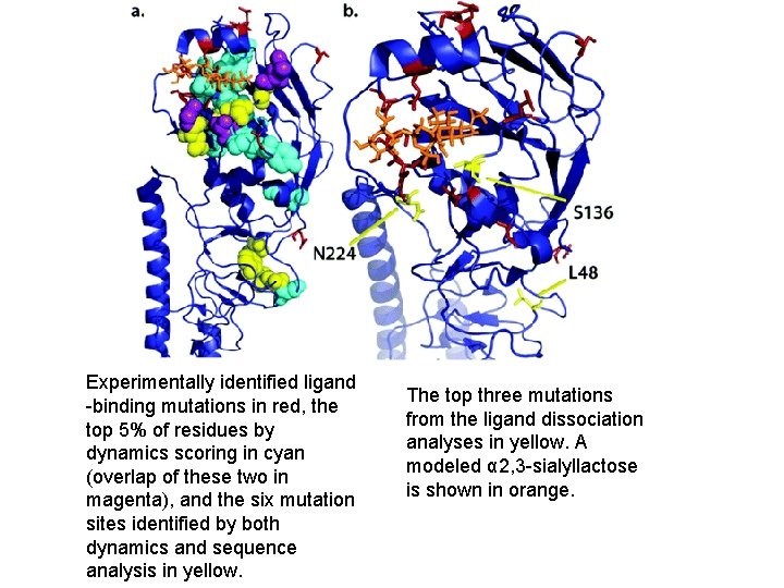 Experimentally identified ligand -binding mutations in red, the top 5% of residues by dynamics