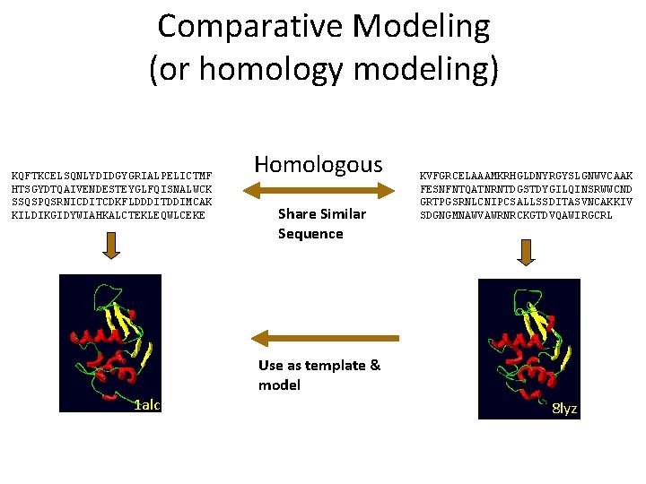 Comparative Modeling (or homology modeling) KQFTKCELSQNLYDIDGYGRIALPELICTMF HTSGYDTQAIVENDESTEYGLFQISNALWCK SSQSPQSRNICDITCDKFLDDDITDDIMCAK KILDIKGIDYWIAHKALCTEKLEQWLCEKE ? 1 alc Homologous Share