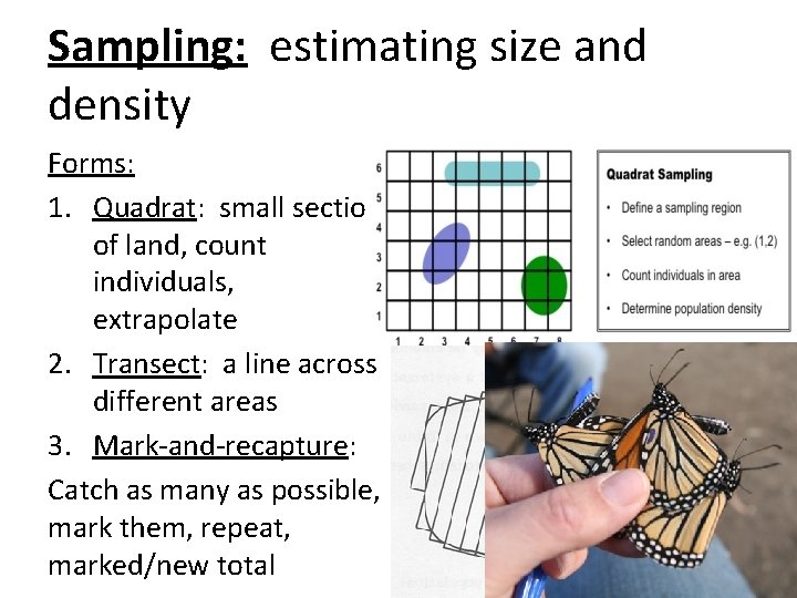 Sampling: estimating size and density Forms: 1. Quadrat: small section of land, count individuals,