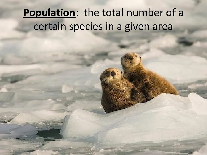 Population: the total number of a certain species in a given area 