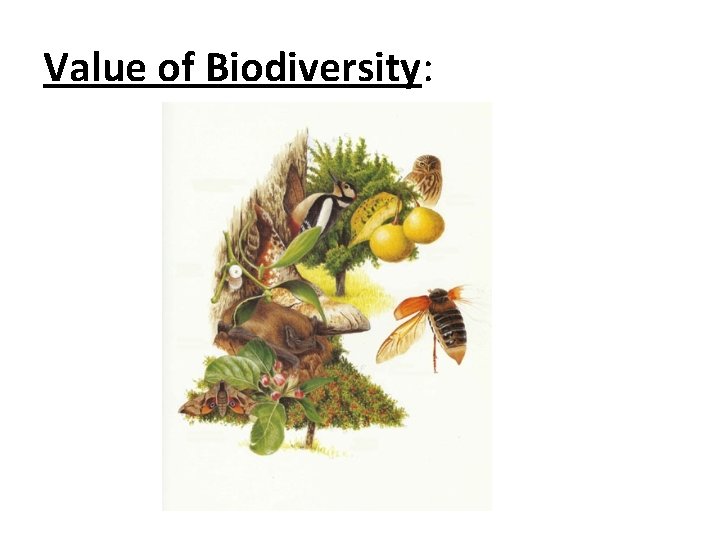Value of Biodiversity: 