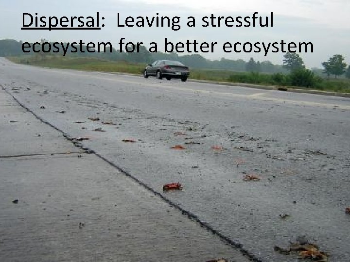 Dispersal: Leaving a stressful ecosystem for a better ecosystem 
