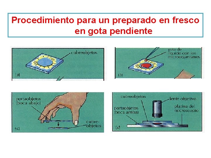 Procedimiento para un preparado en fresco en gota pendiente 