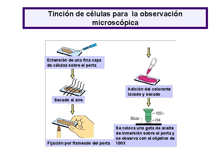 Tinción de células para la observación microscópica Extensión de una fina capa de células