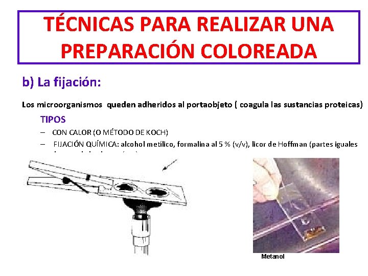 TÉCNICAS PARA REALIZAR UNA PREPARACIÓN COLOREADA b) La fijación: Los microorganismos queden adheridos al