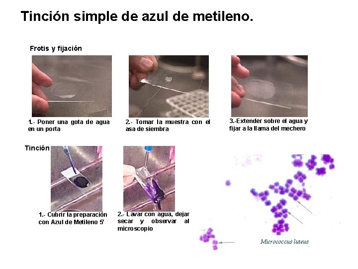 Lunes Tinción simple de azul de metileno. Frotis y fijación 1. - Poner una