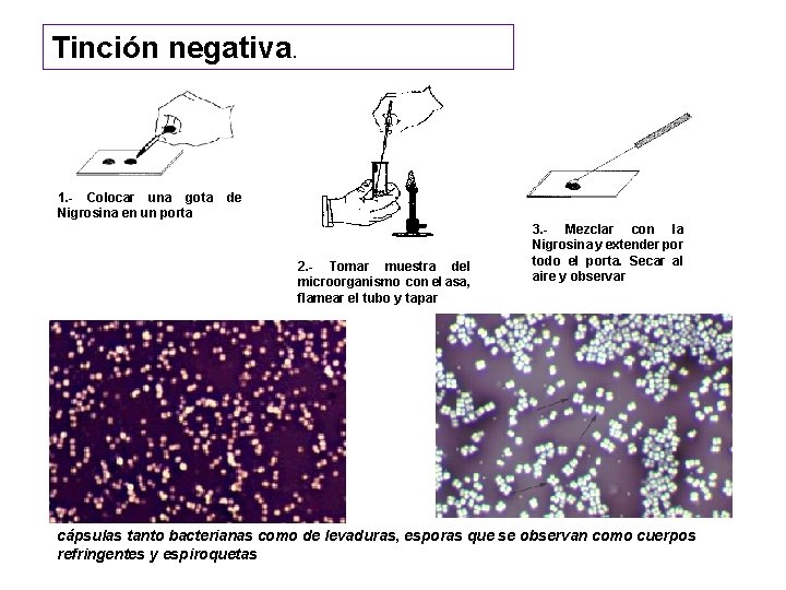 Lunes Tinción negativa. 1. - Colocar una gota de Nigrosina en un porta 2.