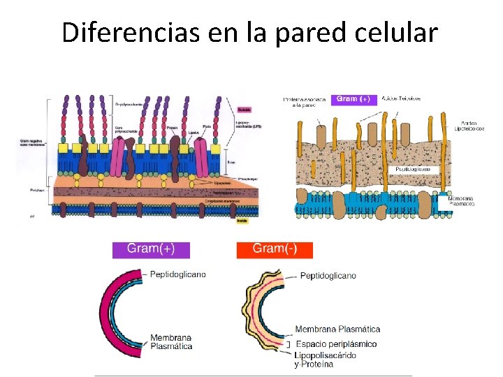 Diferencias en la pared celular 