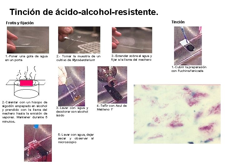Miercoles Tinción de ácido-alcohol-resistente. Tinción Frotis y fijación 1. -Poner una gota de agua
