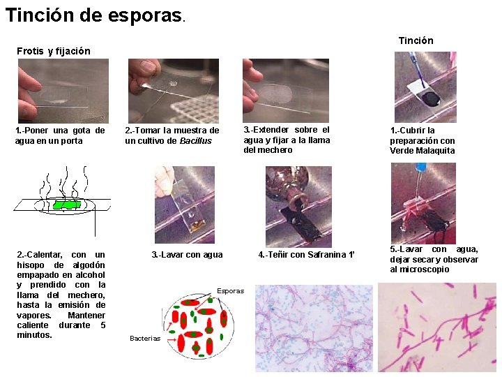 Tinción de esporas. Miercoles Tinción Frotis y fijación 1. -Poner una gota de agua