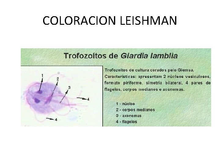 COLORACION LEISHMAN 