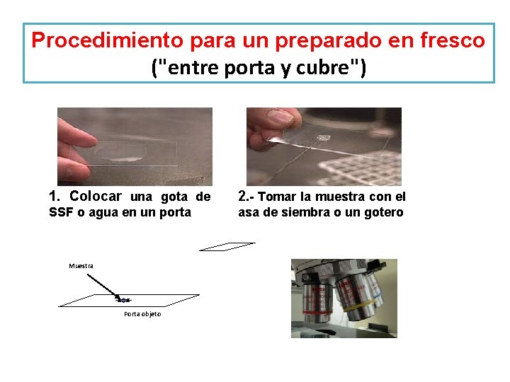 Procedimiento para un preparado en fresco ("entre porta y cubre") 1. Colocar una gota