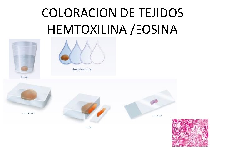 COLORACION DE TEJIDOS HEMTOXILINA /EOSINA 