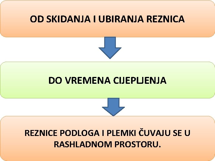 OD SKIDANJA I UBIRANJA REZNICA DO VREMENA CIJEPLJENJA REZNICE PODLOGA I PLEMKI ČUVAJU SE