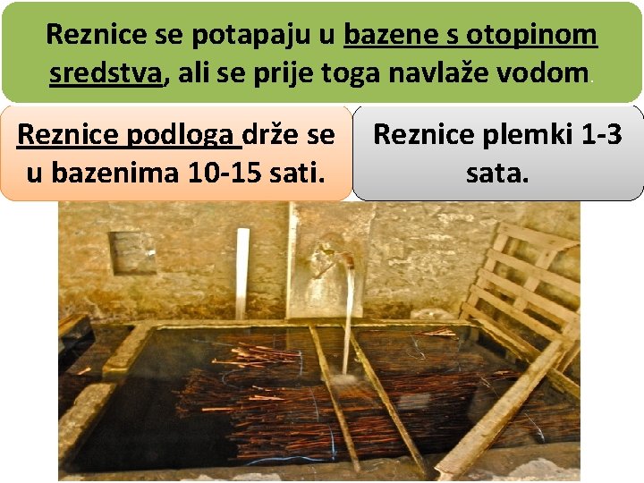 Reznice se potapaju u bazene s otopinom sredstva, ali se prije toga navlaže vodom.