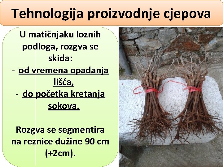 Tehnologija proizvodnje cjepova U matičnjaku loznih podloga, rozgva se skida: - od vremena opadanja