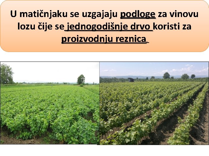 U matičnjaku se uzgajaju podloge za vinovu lozu čije se jednogodišnje drvo koristi za