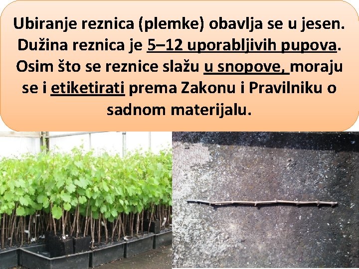 Ubiranje reznica (plemke) obavlja se u jesen. Dužina reznica je 5– 12 uporabljivih pupova.