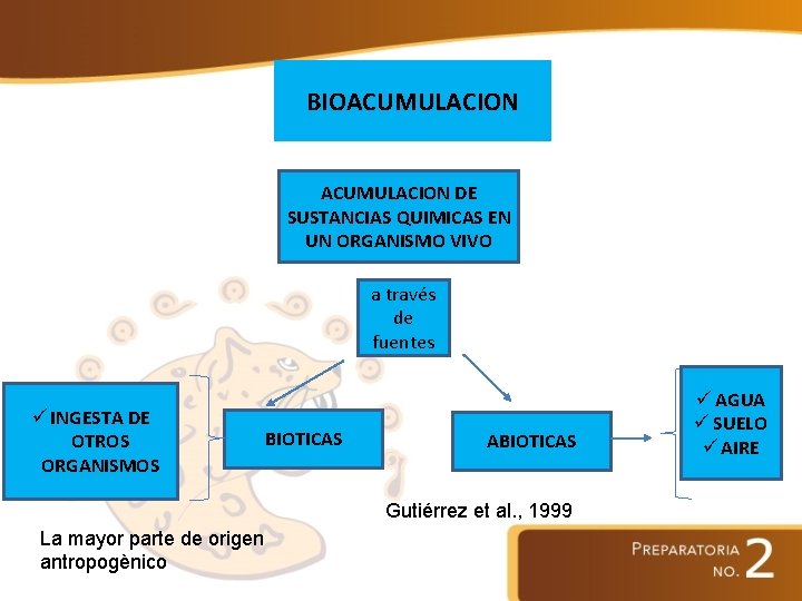 BIOACUMULACION DE SUSTANCIAS QUIMICAS EN UN ORGANISMO VIVO a través de fuentes ü INGESTA