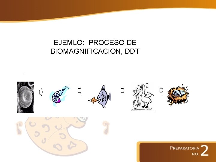 EJEMLO: PROCESO DE BIOMAGNIFICACION, DDT 