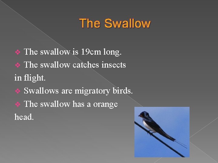 The Swallow The swallow is 19 cm long. v The swallow catches insects in