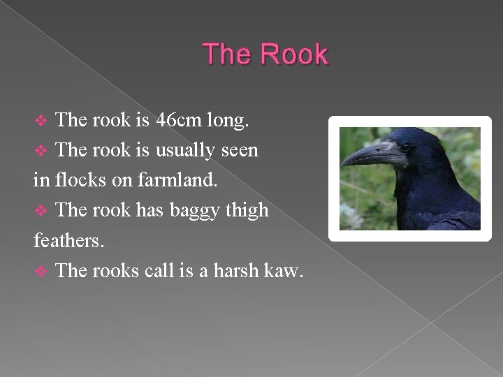 The Rook The rook is 46 cm long. v The rook is usually seen