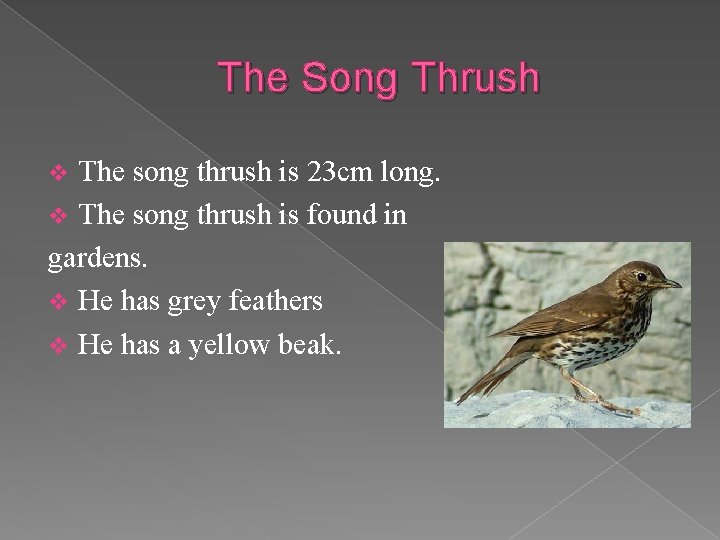 The Song Thrush The song thrush is 23 cm long. v The song thrush