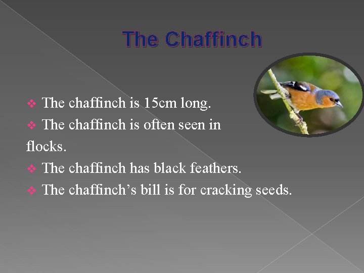 The Chaffinch The chaffinch is 15 cm long. v The chaffinch is often seen