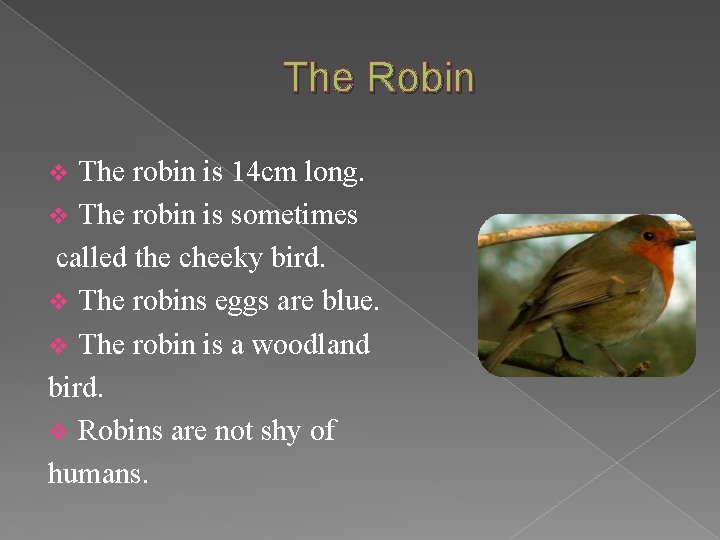 The Robin The robin is 14 cm long. v The robin is sometimes called