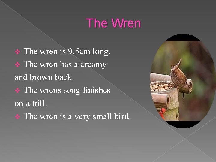 The Wren The wren is 9. 5 cm long. v The wren has a