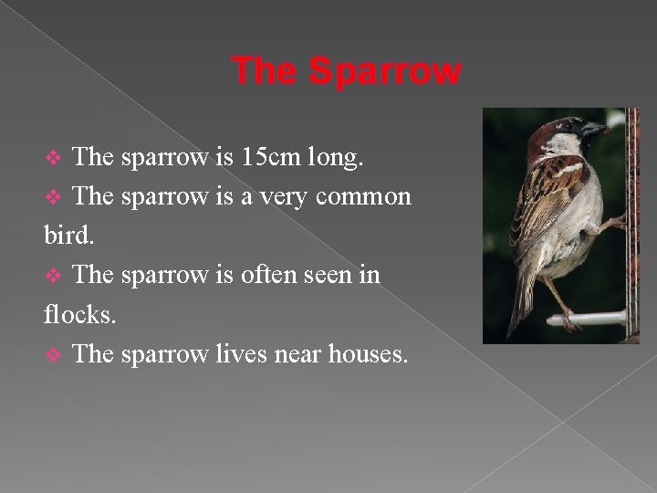 The Sparrow The sparrow is 15 cm long. v The sparrow is a very