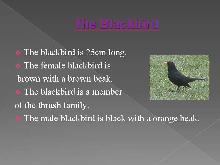 The Blackbird The blackbird is 25 cm long. v The female blackbird is brown