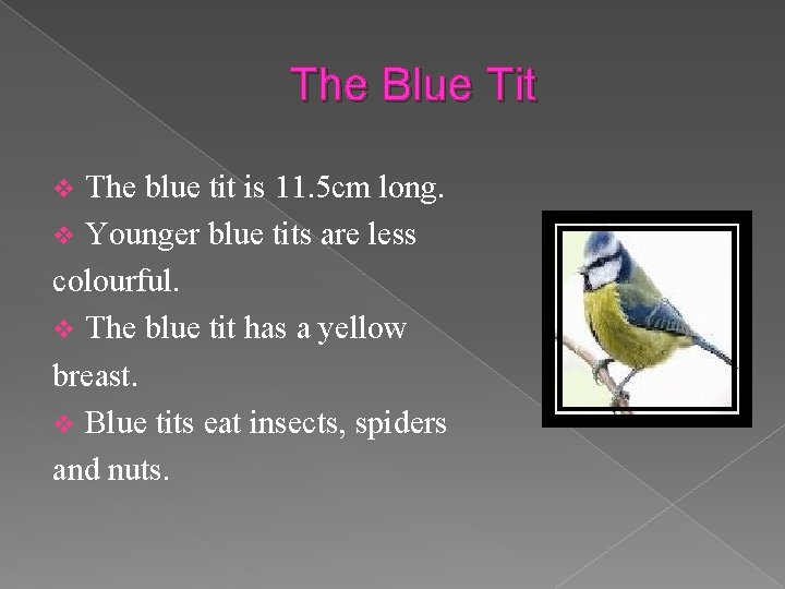 The Blue Tit The blue tit is 11. 5 cm long. v Younger blue