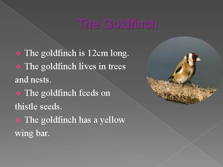 The Goldfinch The goldfinch is 12 cm long. v The goldfinch lives in trees