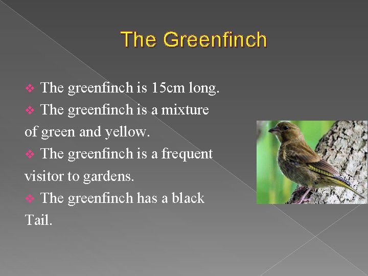 The Greenfinch The greenfinch is 15 cm long. v The greenfinch is a mixture