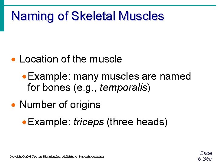 Naming of Skeletal Muscles · Location of the muscle · Example: many muscles are