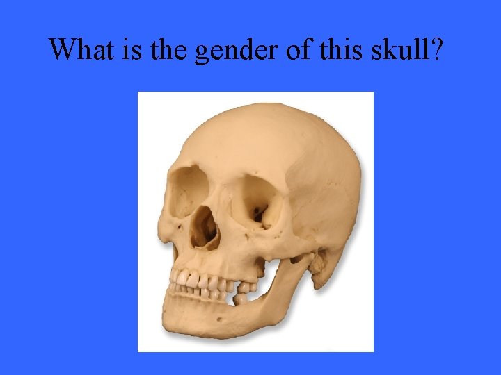 What is the gender of this skull? 