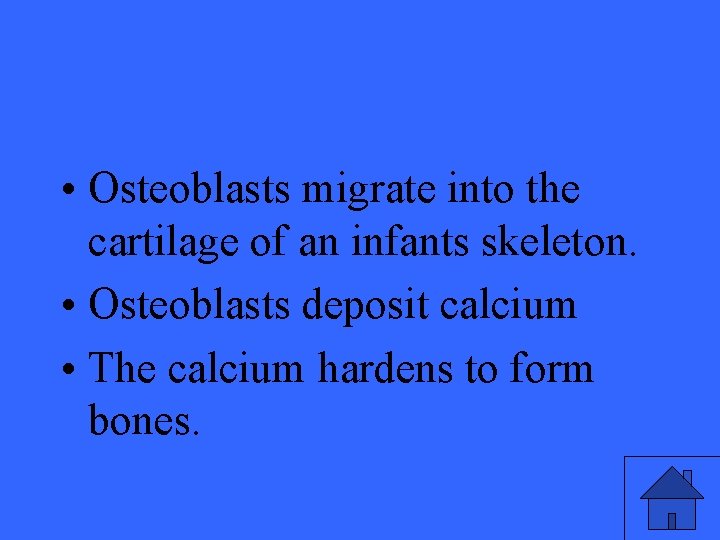  • Osteoblasts migrate into the cartilage of an infants skeleton. • Osteoblasts deposit