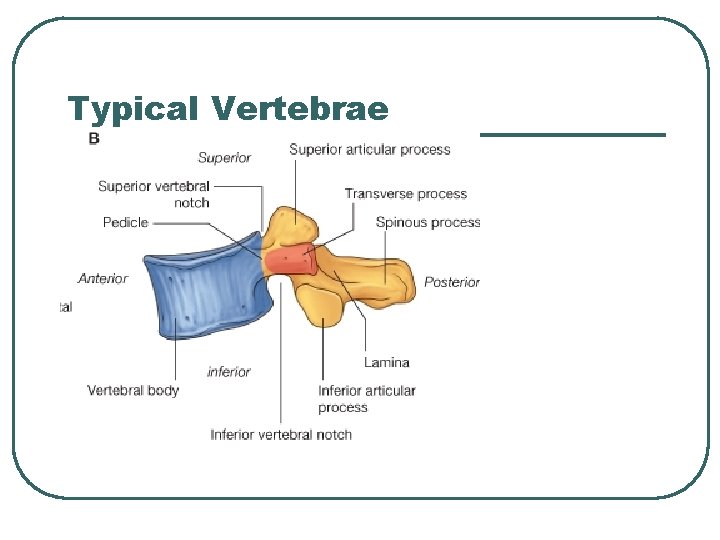 Typical Vertebrae 
